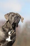 CANE CORSO 686